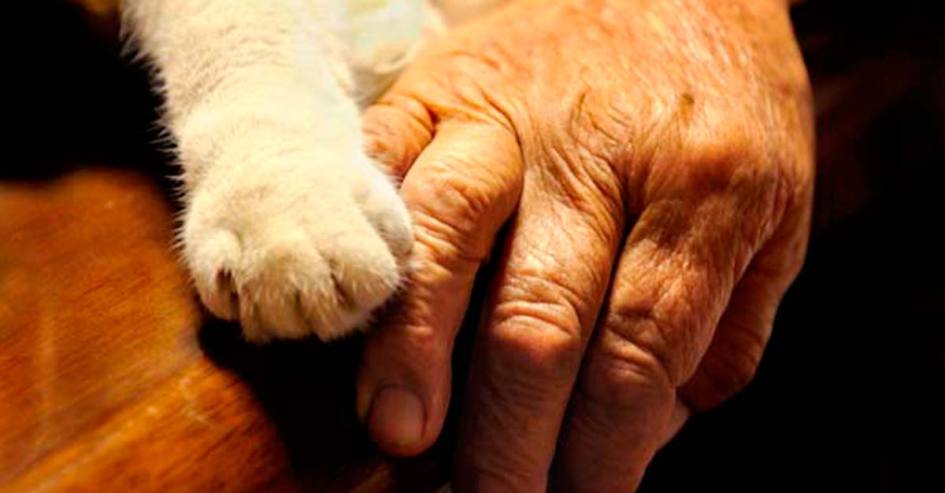 Una mujer y su gato crean un vínculo entrañable hasta el último día de sus vidas