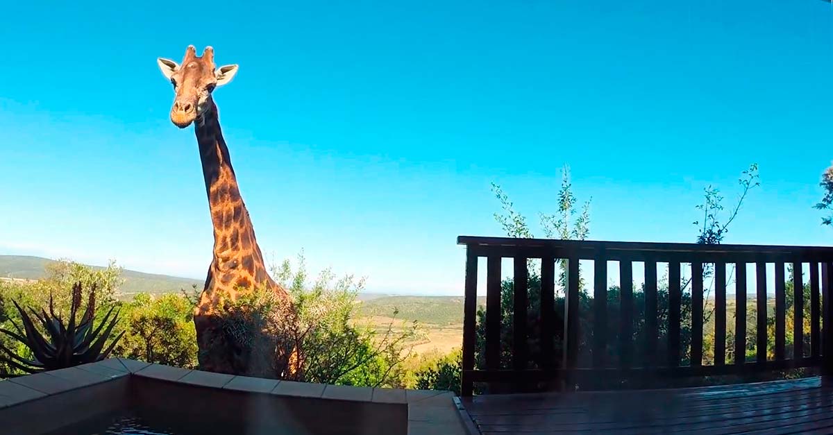 Una familia se encontró a esta enorme jirafa en su Jacuzzi