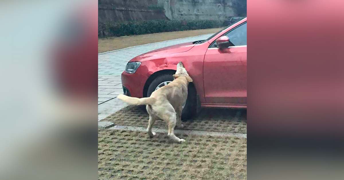 El conductor de este auto empujó a este perrito, él volvió con amigos a tomar venganza