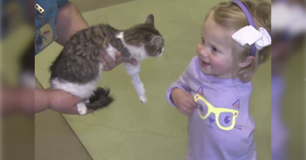 Niña que perdió un bracito adopta a un gatito que nadie quería por tener solo 3 patitas