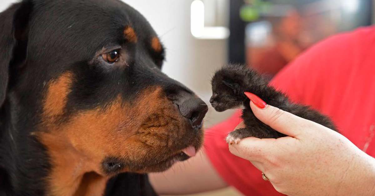 Estos pequeños gatitos abandonados fueron adoptados por un gigante de buen corazón
