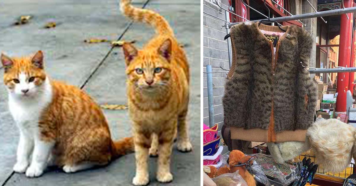 Moda alerta a los dueños de gatos pues los están robando para hacer abrigos con su piel