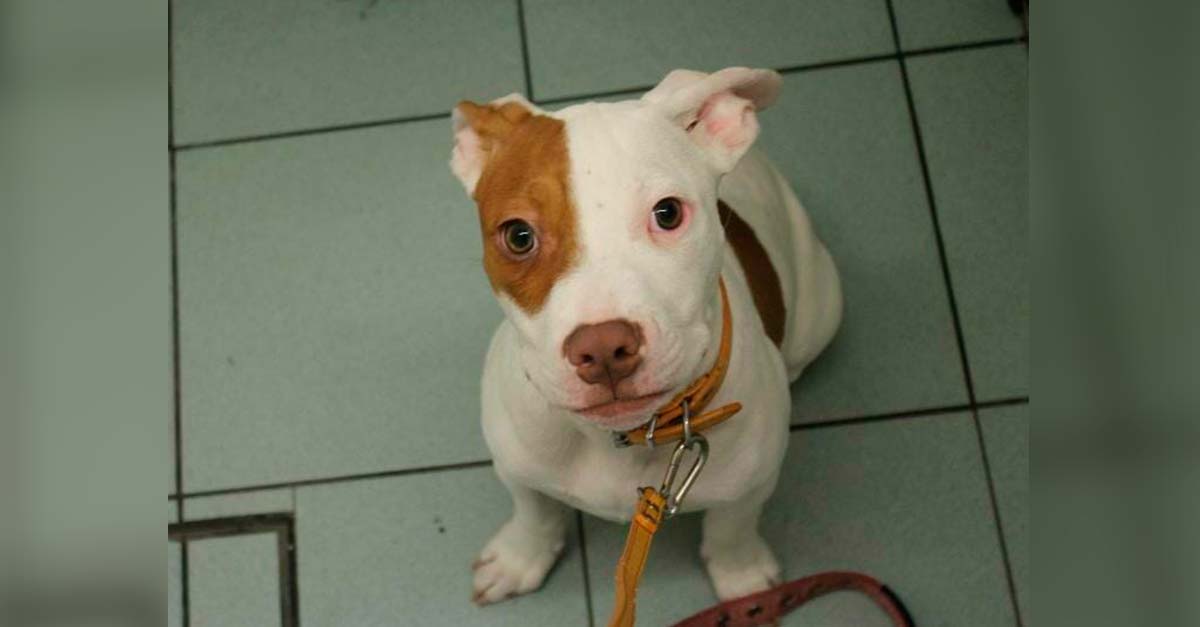 Las personas decían que este perrito era tonto y nadie quería quedarse con él 😡