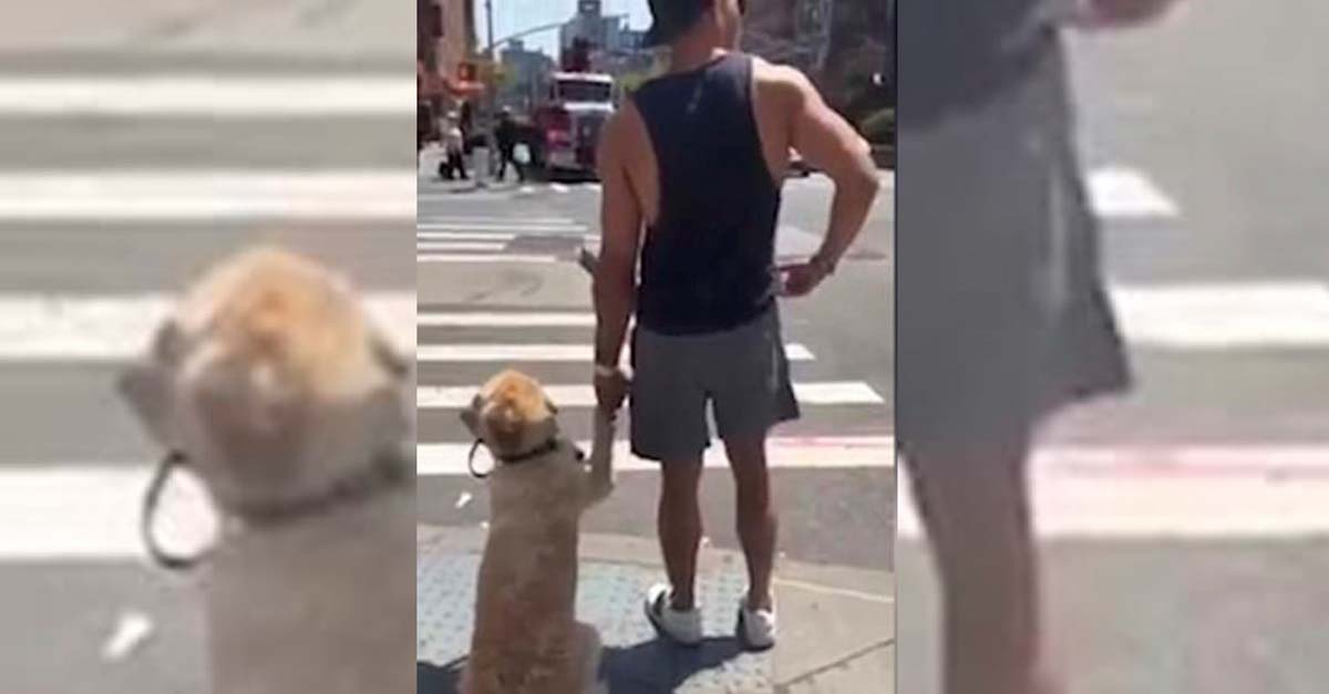 Este perrito le tiene tanto miedo a cruzar la calle que le da la mano a su dueño