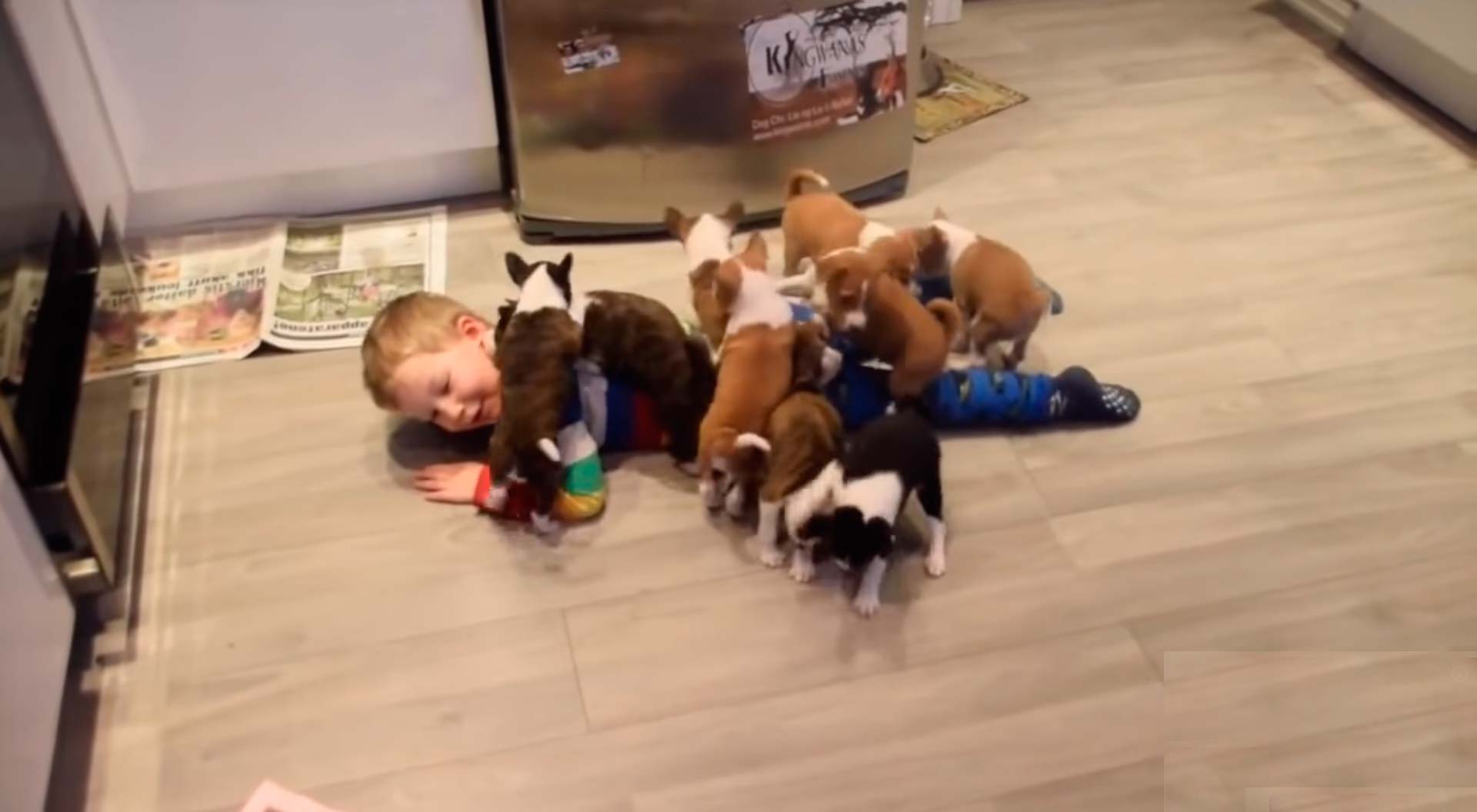 Dejaron a este niño cuidando a 16 cachorros, ellos se sintieron mayoría y se revelaron