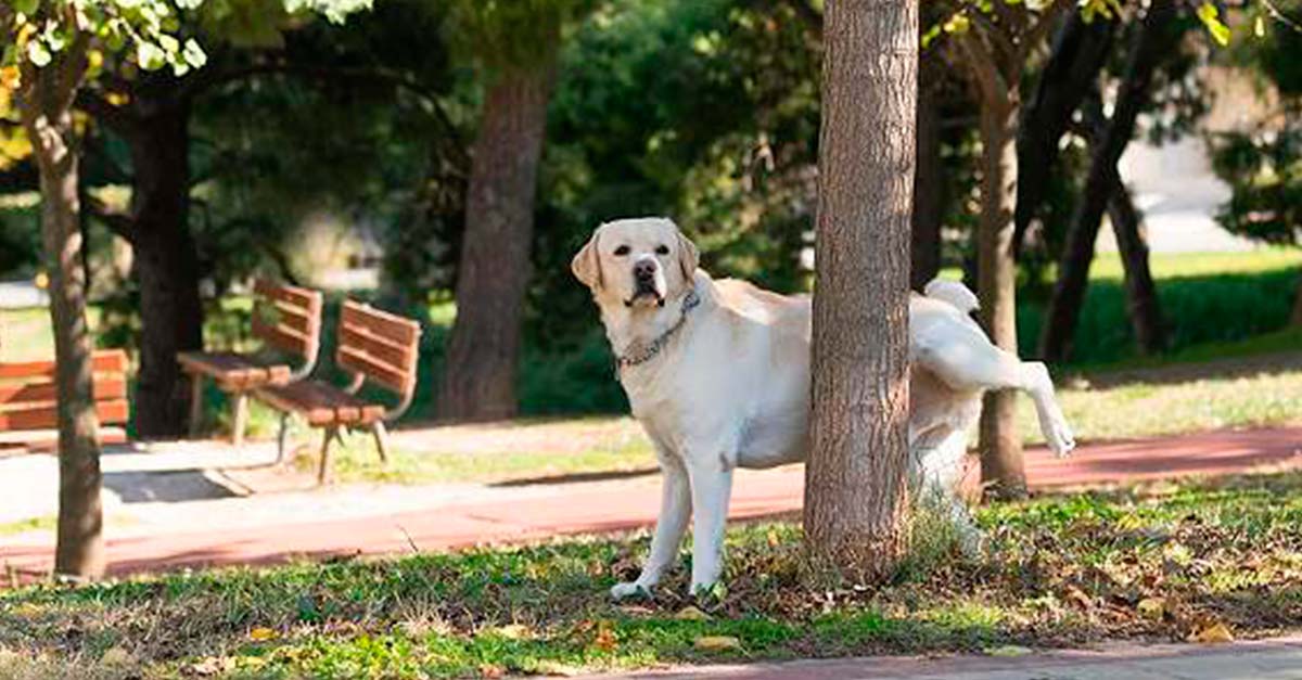 9 Consejos que te ayudarán a que tu perrito haga sus necesidades afuera