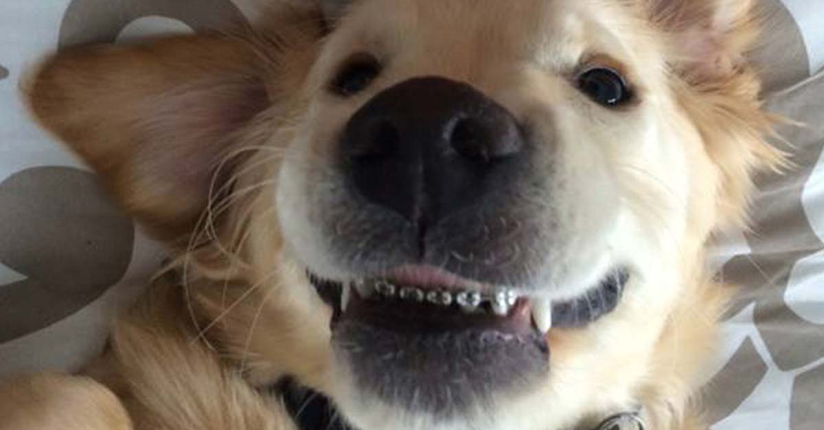 Un dentista le puso frenillos a un golden retriever porque tenía sus dientes torcidos