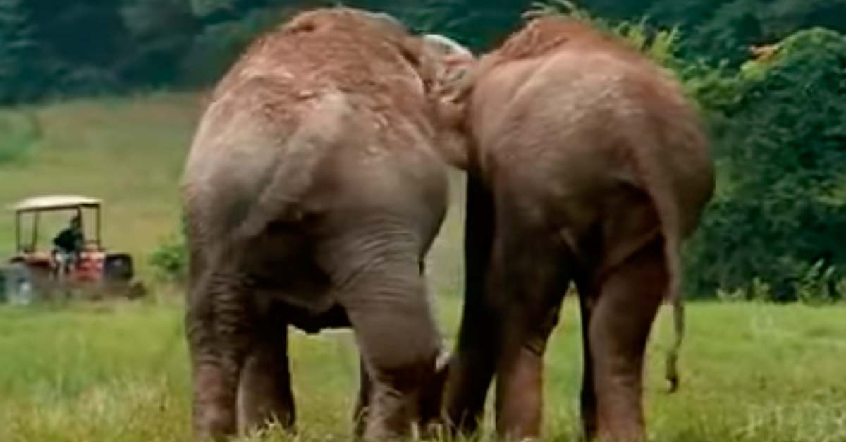 Conmovedor encuentro entre dos amigas elefante tras 20 años de separación