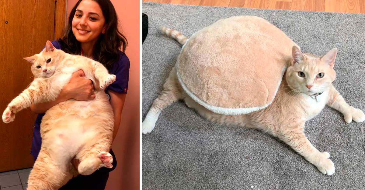 Adoptó un gato enfermo por la obesidad y lo ayudó a bajar de peso con juegos y dieta