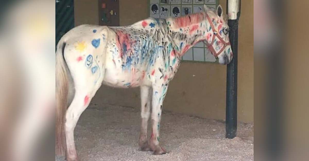 A unos profesores les pareció buena idea hacer que los niños pintaran a este caballo