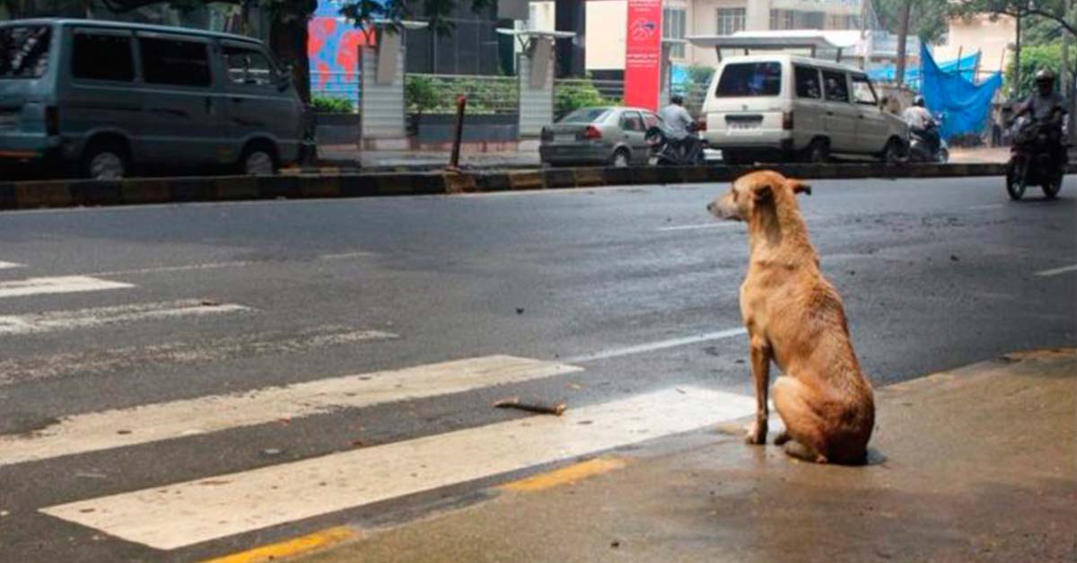 Conductor graba perrito callejero intentando pasar la calle, pero nadie le daba paso