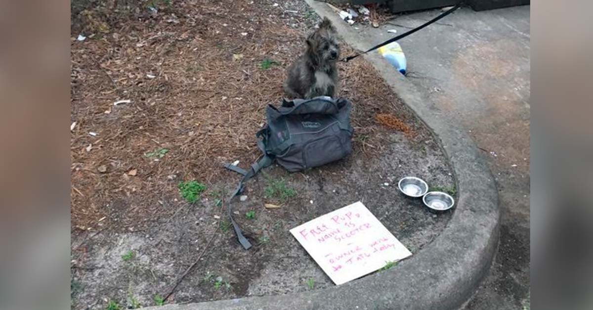 Abandonaron junto a un bote de basura a este perrito con sus pertenencias y una nota