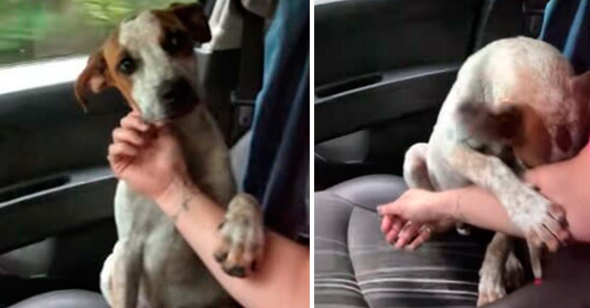 Este perrito dedica una conmovedora muestra de agradecimiento luego de ser rescatado