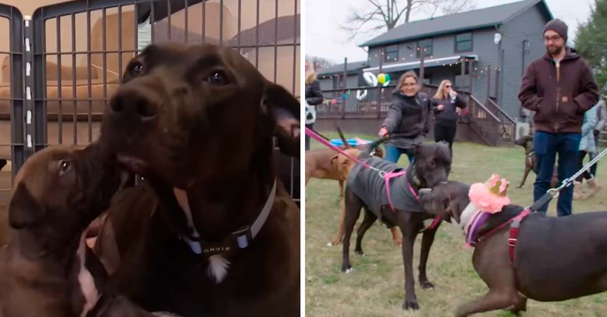 Esta perrita fue separada de sus cachorros pero 10 meses después se reencuentran