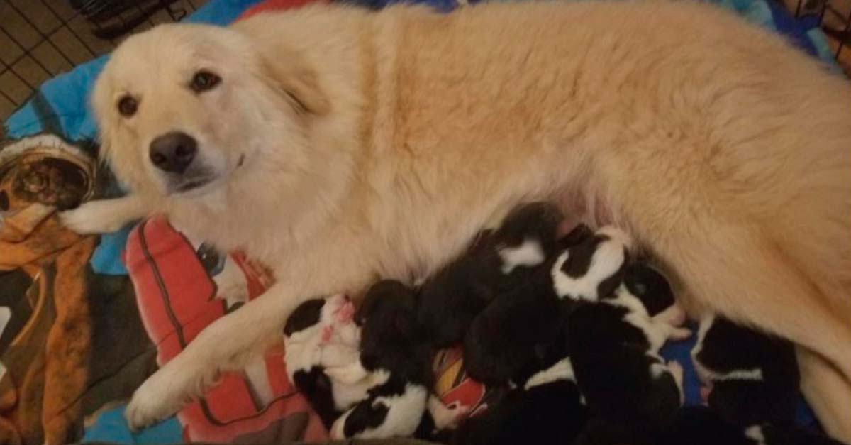 Cachorros le devuelven la felicidad a esta perrita tras haber perdido a sus propios hijos
