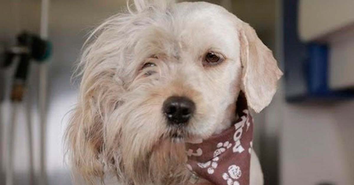 Tan sólo cortaron su pelito y fue así como pasó de monstrito a hermoso en minutos