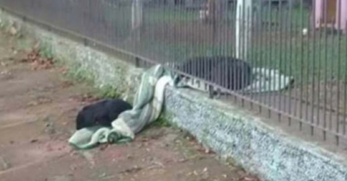Una perrita compartió su manta favorita con un perrito callejerito que tenía frío