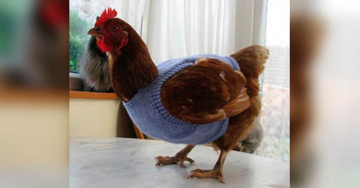 Madre e hija les tejieron abrigos a sus gallinas para que pudieran soportar el invierno
