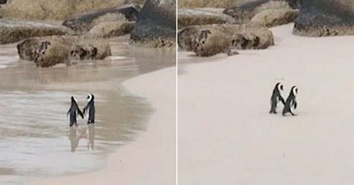 Una romántica pareja de pingüinos fue vista paseando por la playa tomados de la aleta