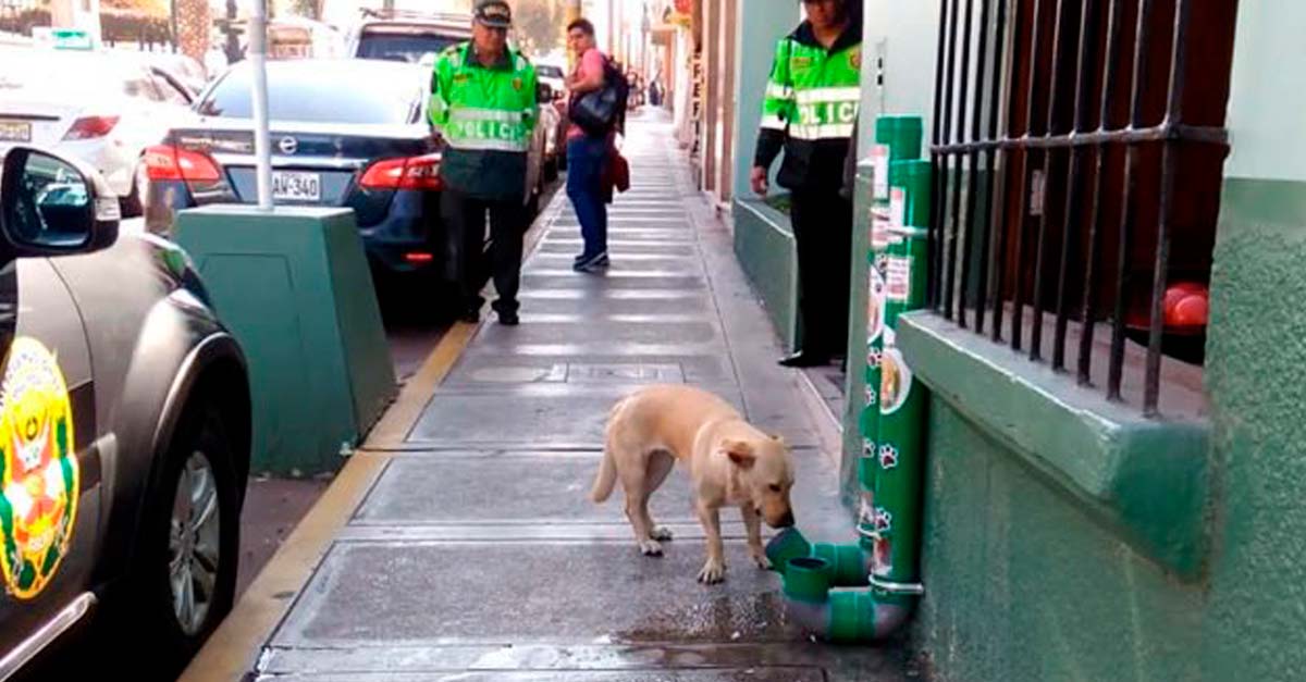 Policía del Perú instala comederos y deberos para animalitos callejeros en sus estaciones
