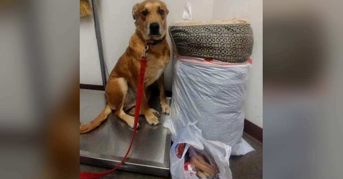 Lo dejaron en un refugio con su camita y todos sus juguetes empacados en una bolsa