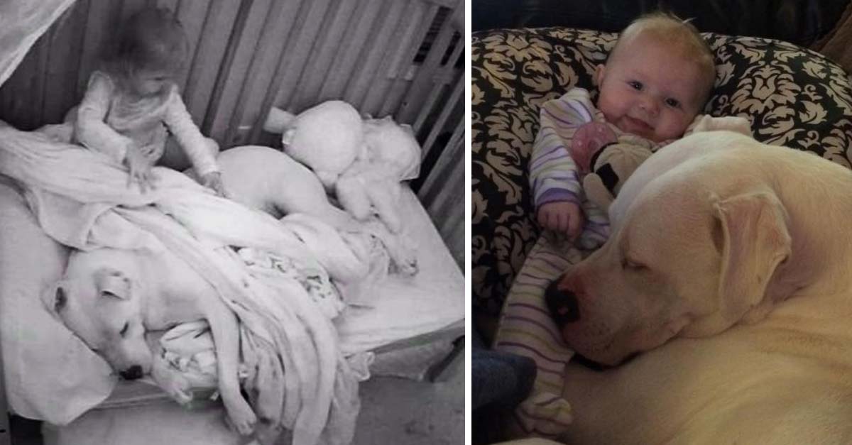 Después de un tremendo susto, esta niña invita a su perro Pit Bull a dormir con ella