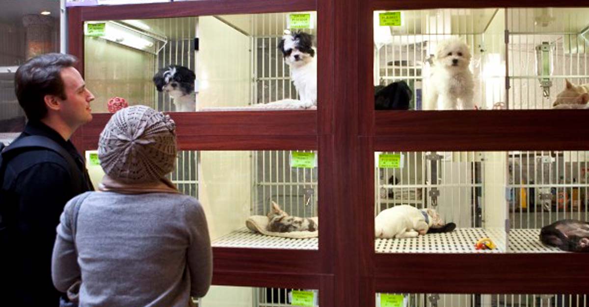 Nueva ley obliga a tiendas de animales a sólo vender perros y gatos rescatados