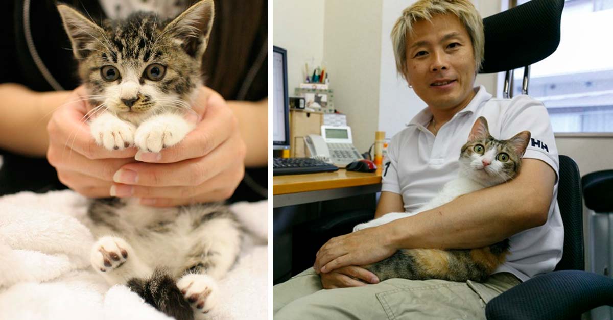 Empresa japonesa le paga a sus empleados para que adopten gatitos abandonados