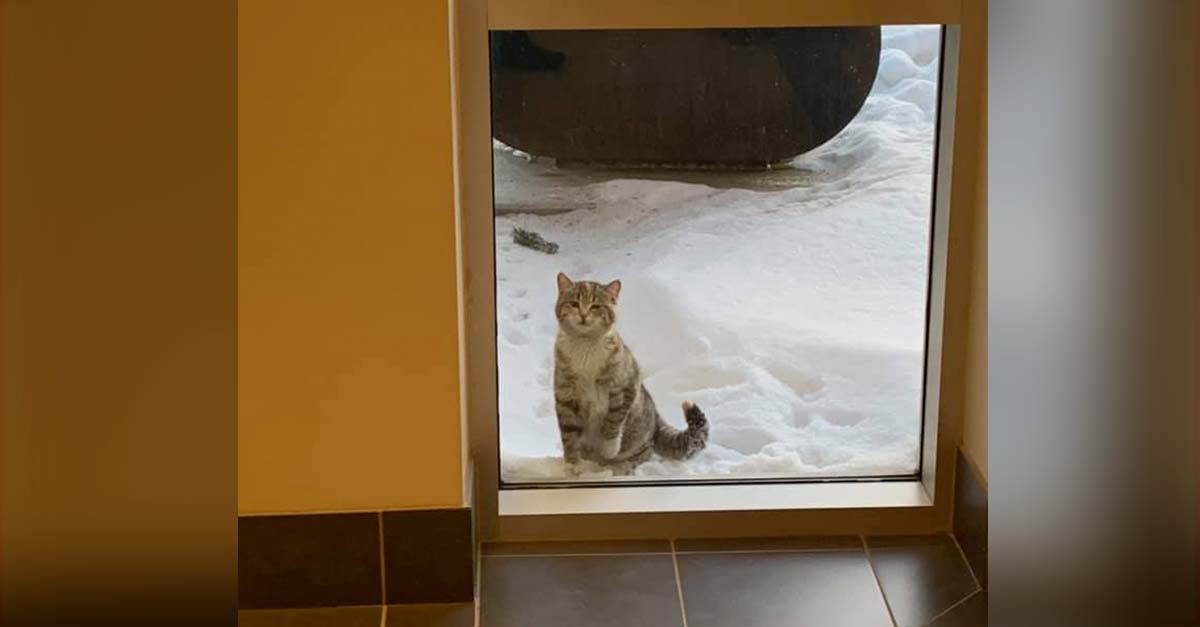 Una gatita callejera con mucho frío toca una puerta para pedir refugio
