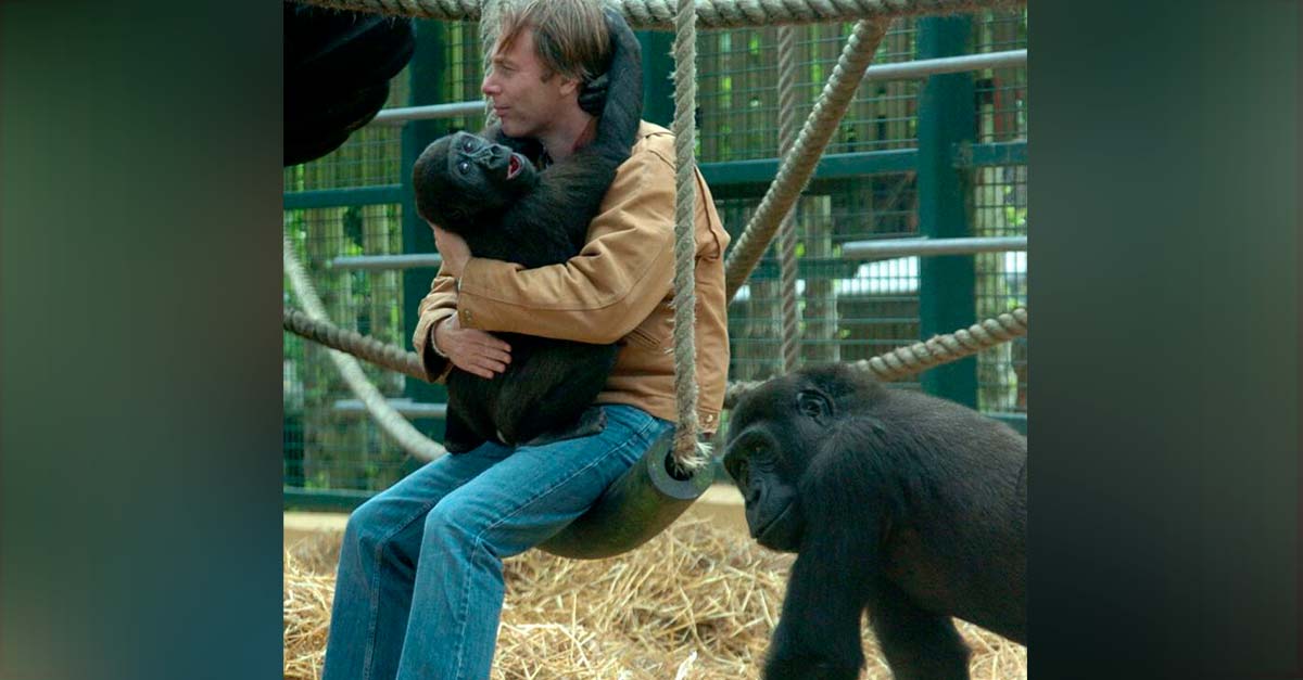 Millonario dedica su vida a rescatar gorilas, ellos lo llenan de amor como agradecimiento