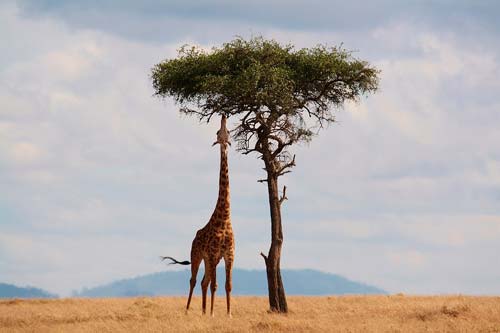 Kenia impondrá pena de muerte a cazadores ilegales de animales en peligro de extinción 3