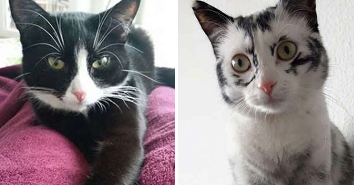 Esta gatita tiene una condición que le hizo perder su color negrito y quedar blanca