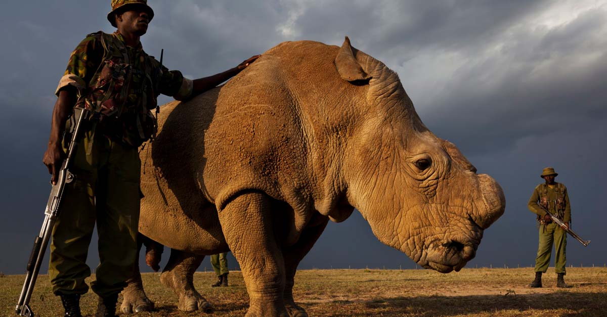 ES FALSO QUE: Kenia impondrá pena de muerte a cazadores ilegales de animales en peligro de extinción