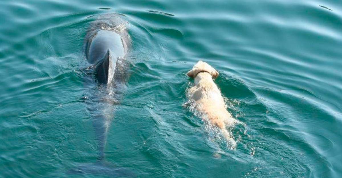 Este perrito y este delfín se adoran y todos los días se reúnen para poder jugar