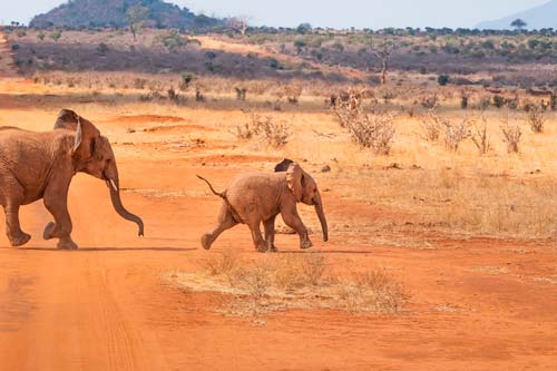 Kenia impondrá pena de muerte a cazadores ilegales de animales en peligro de extinción 4