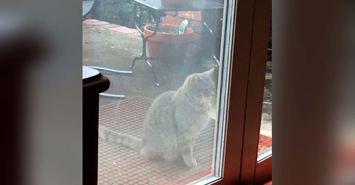 Gatita va todos los días a la ventana del vecino a buscar a su amiga perrita que falleció