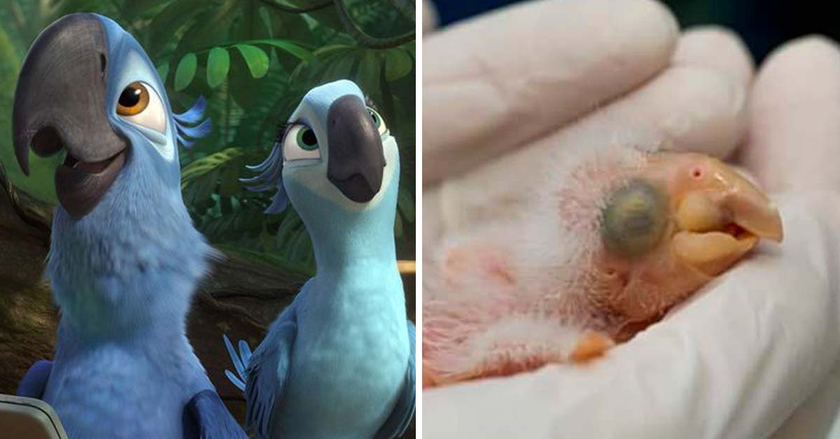 Nace bebé de guacamayo azul en cautiverio y salva a su especie de la extinción