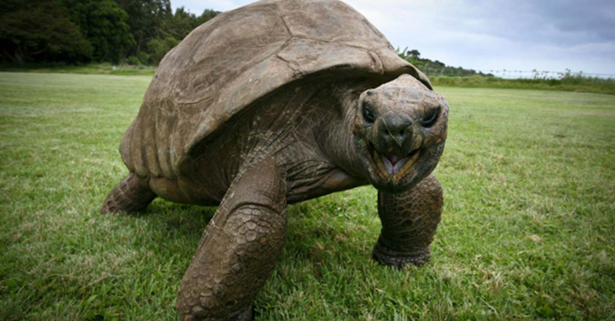 Este es Jonathan la tortuga, el animal conocido más antiguo del planeta