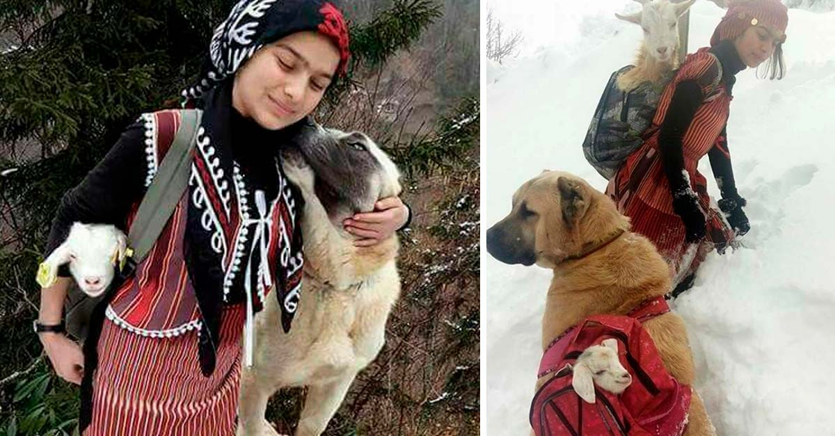 Niña de 11 años y su perro salvan a una cabra y su bebé de la fría montaña