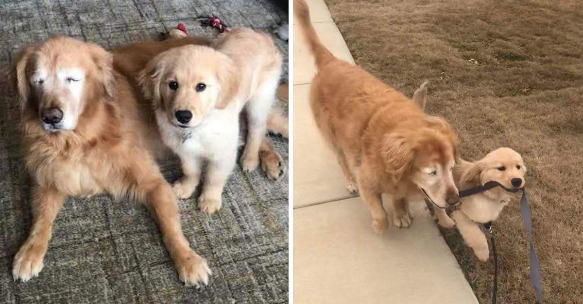 Un cahorrito se convirtió en los ojos de un perrito ciego entrado en años