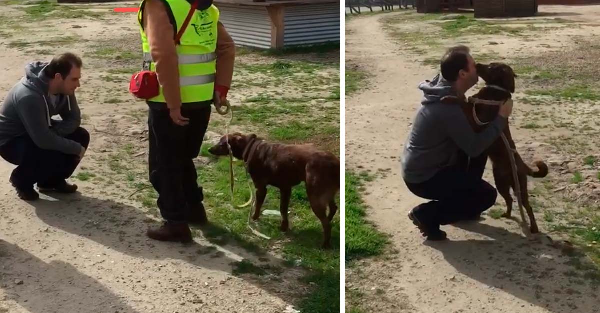 Una vecina malvada separó a esta perrita de su padre durante 2 años, así se reencontraron