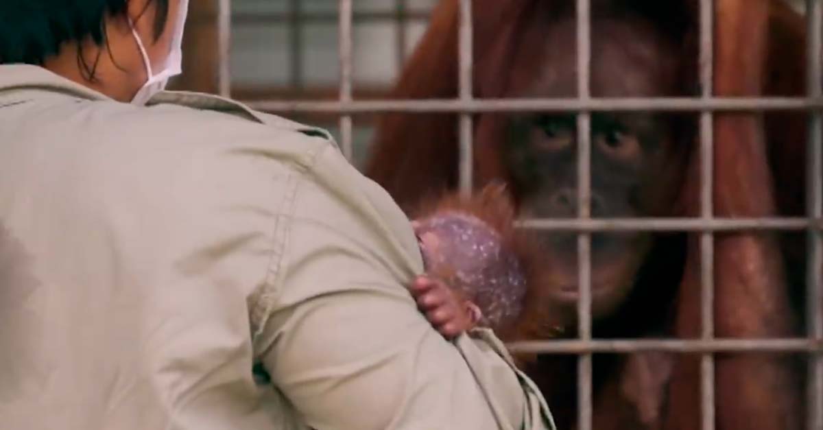 Este es el emotivo reencuentro de una madre orangután en cautiverio con su hija