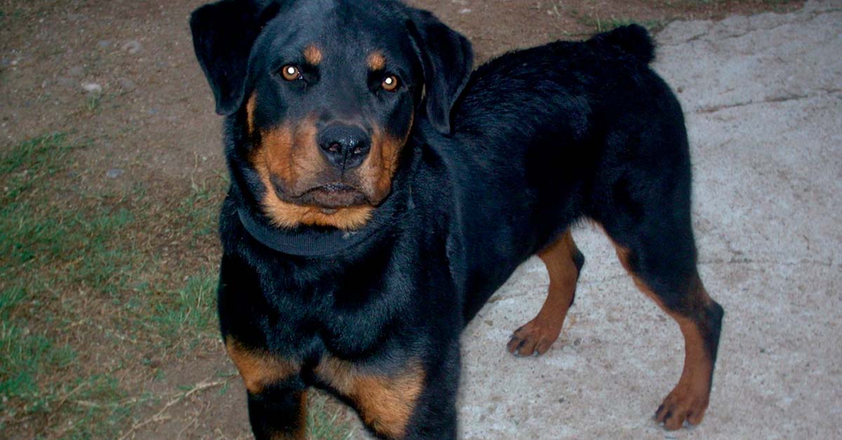 Perrito Rottweiler cuida y protege durante toda la noche a un bebé abandonado