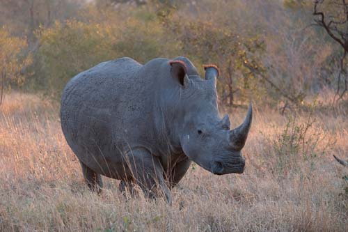Kenia impondrá pena de muerte a cazadores ilegales de animales en peligro de extinción 2