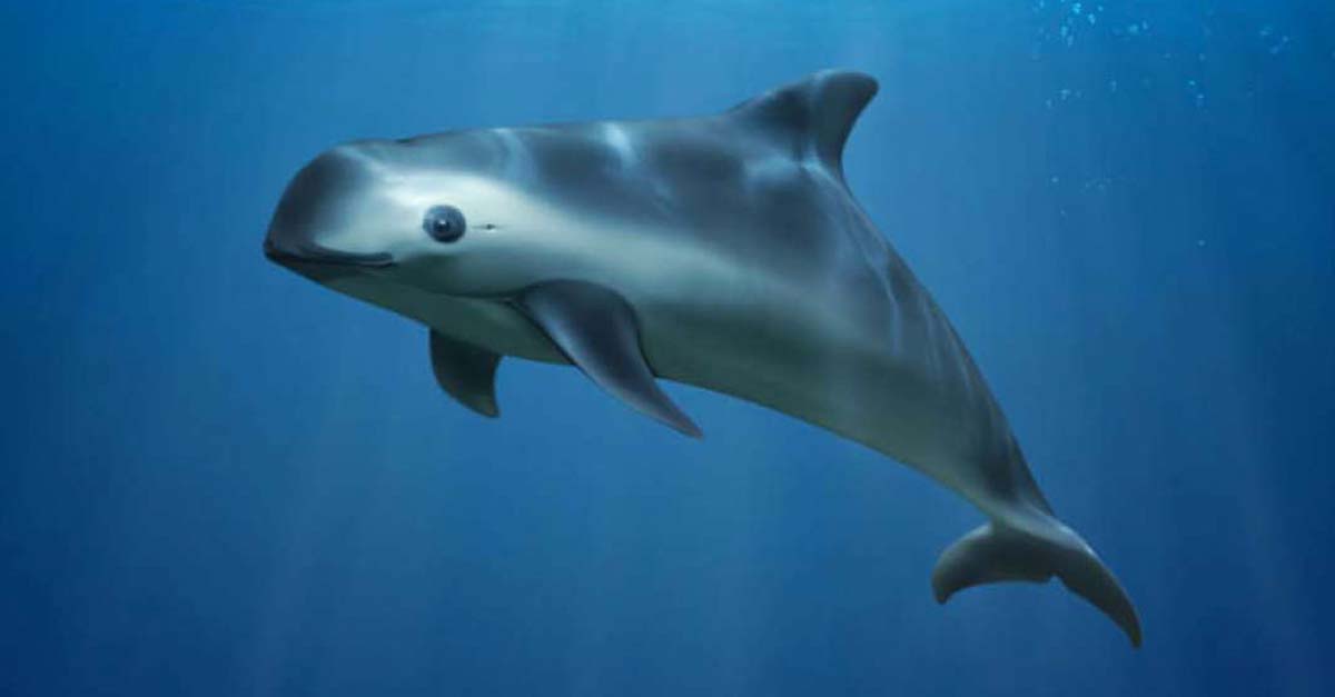 No hay nada que hacer, vaquita marina está condenada a la extinción, quedan 22 ejemplares