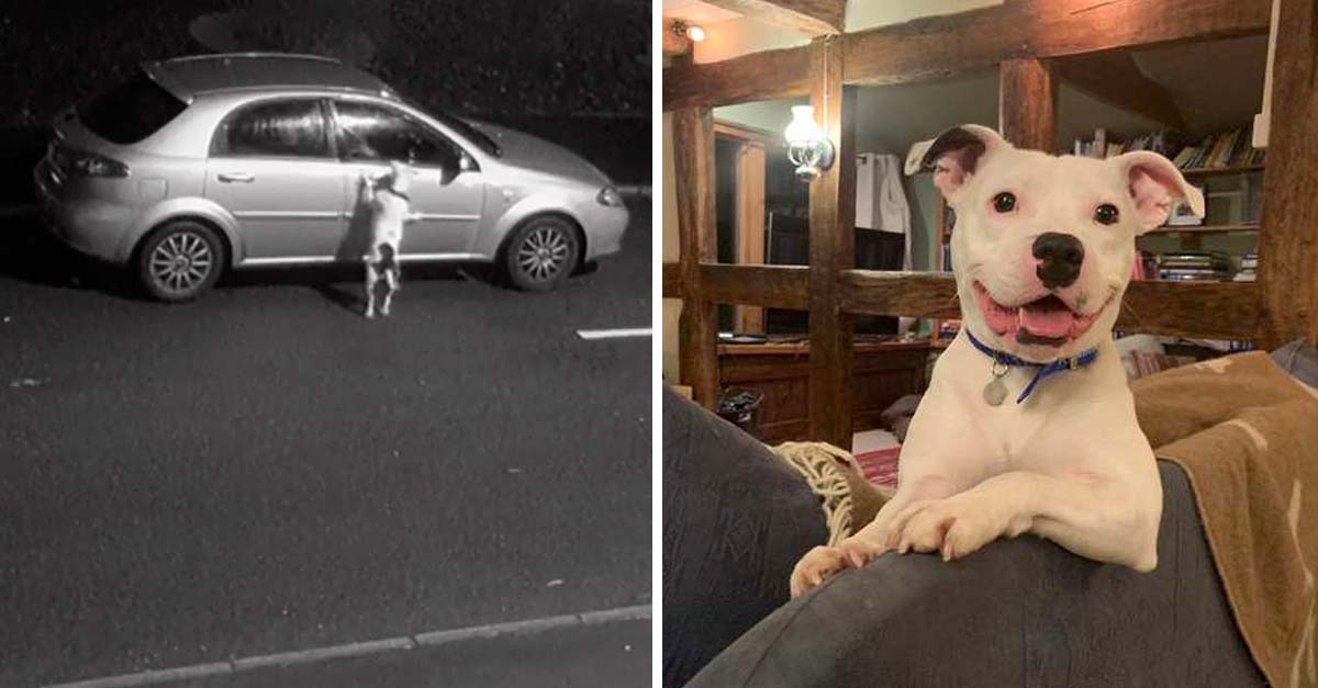 Perrito del vídeo viral que fue abandonado ya encontró familia y está feliz