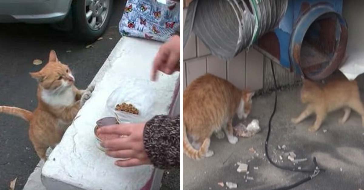 Gatita de la calle sólo recibía comida en bolsa para poder llevársela a su cachorro