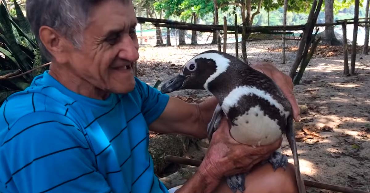 Este pingüino nada 8.000 Km todos los años para reencontrase con su salvador