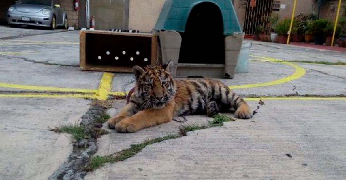 Encontraron un tigre bebé muy triste encadenado a la salida de un restaurante en México