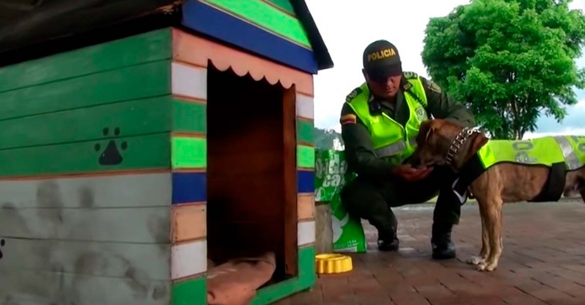 En Colombia los perritos de la calle tendrán la oportunidad de ser perritos policía